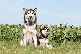 ALASKAN MALAMUTE 008